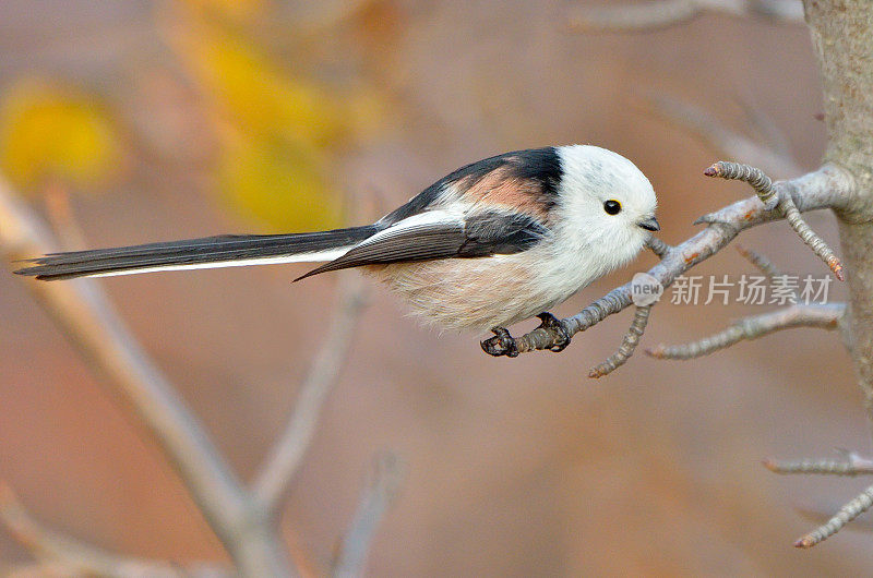 户外长尾山雀(aegithalos caudatus)